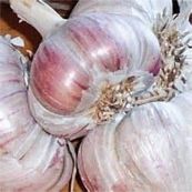 Red Inchelium Garlic
